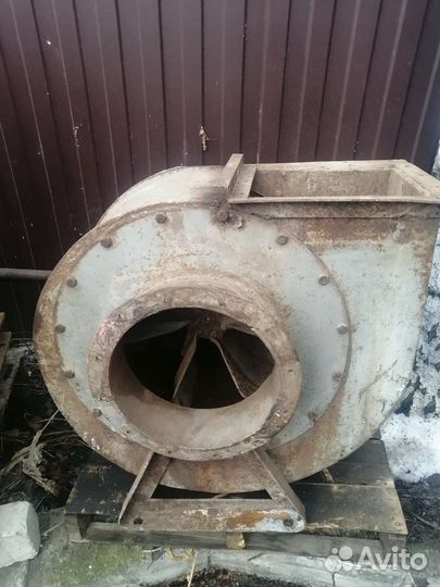 Улитки пылевые