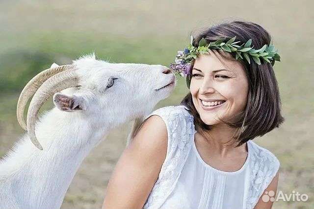 Козье молоко