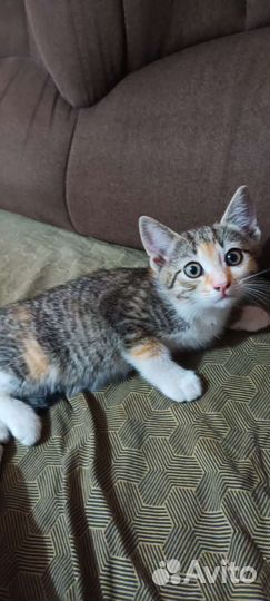 Кошки в добрые руки бесплатно