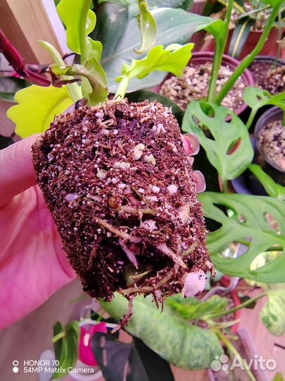 Филодендрон золотой крокодил