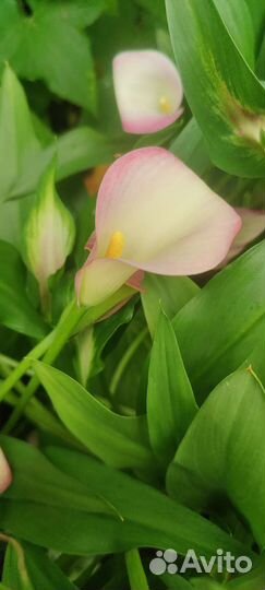 Каллы сортовые, нематантус, шефлера