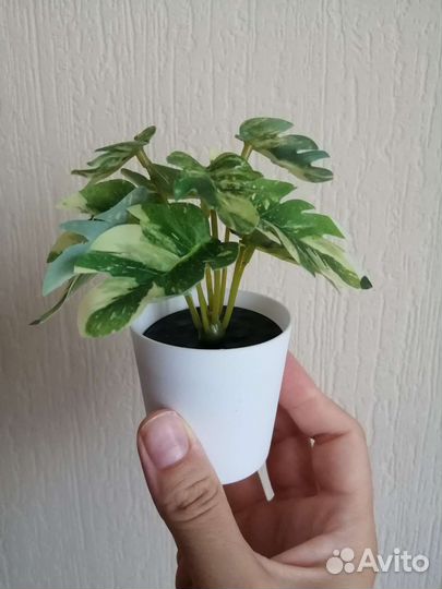 Декоративные цветы