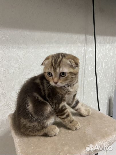 Шотландская вислоухая