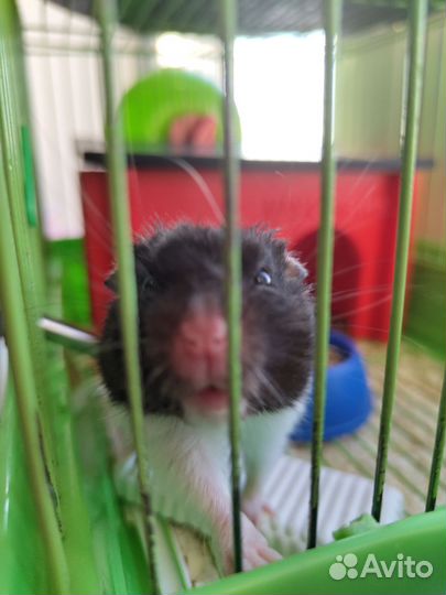 Сирийский хомяк с клеткой