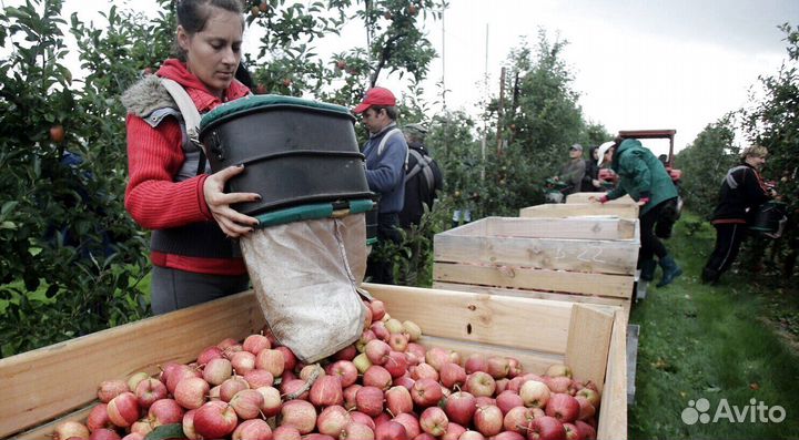 Требуется Сборщик