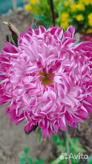 Гортензия на срезку