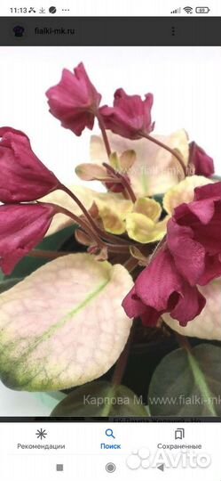 Детки фиалок