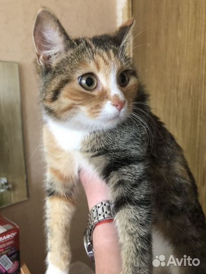 Котенок ищет дом