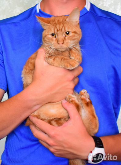 Ищем дом для рыжего мальчишки