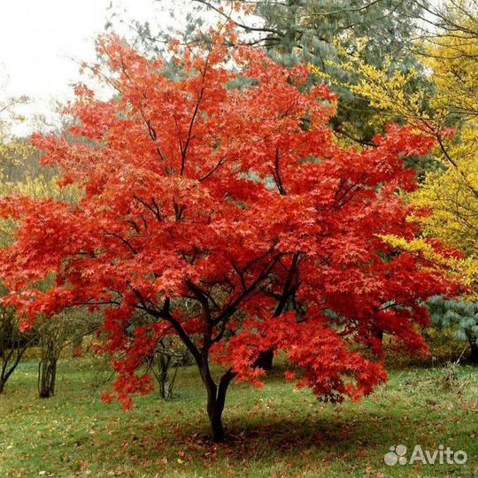 Клен Гиннала