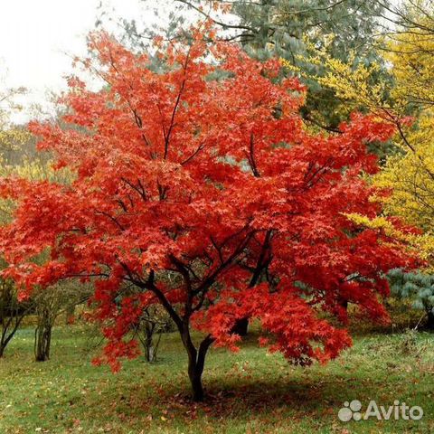 Клен Гиннала