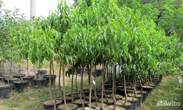 Персик морозостойкий, 3 летка, 180см