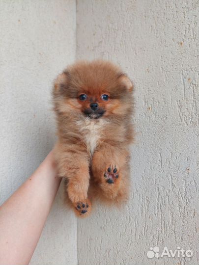 Шпиц мальчик оранж