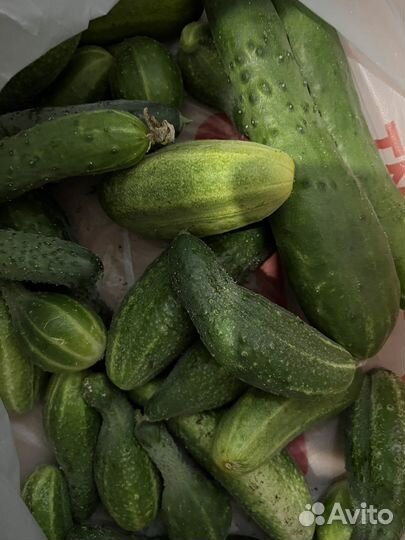 Огурцы