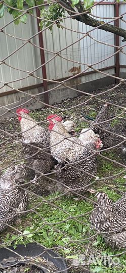 Куры петухи