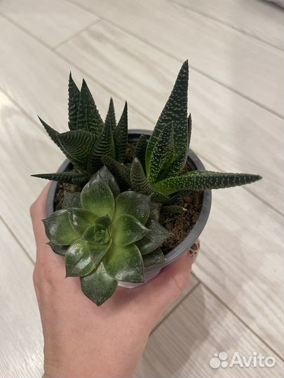 Готовые Наборы для создания флорариума