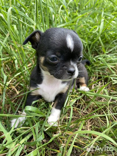 Щенки чихуахуа