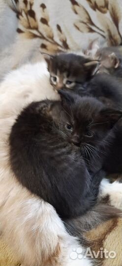 Домашние животные котята
