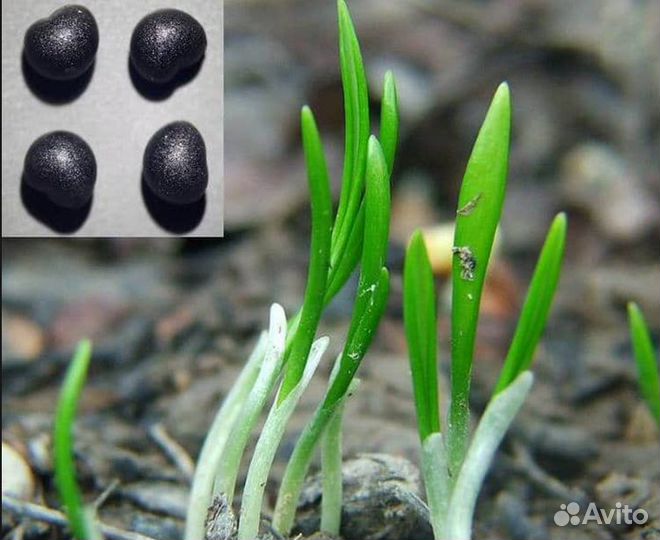 Рассада черемши большой пучок