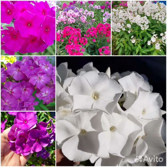 Многолетние цветы, разные