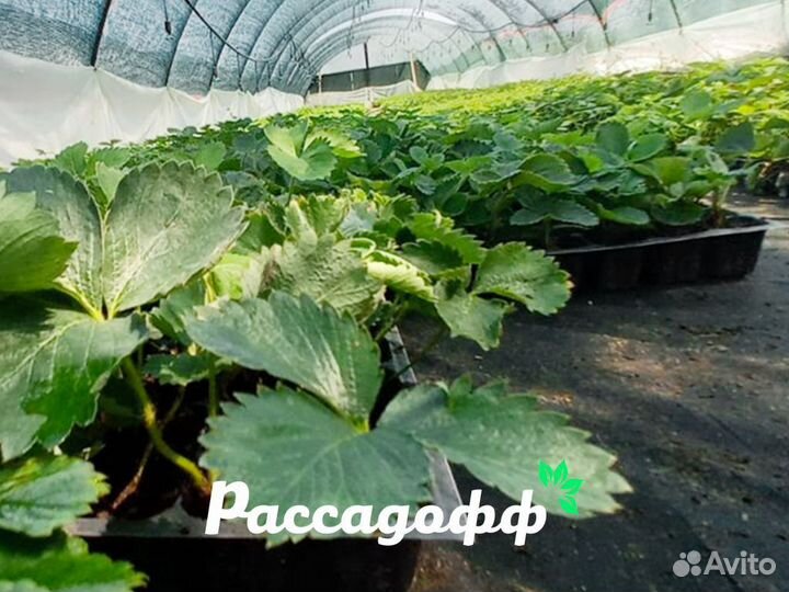 Рассада клубники. Оптом от 128 шт