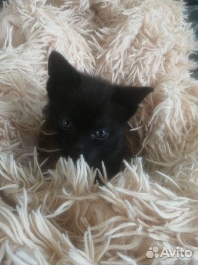 Котенок ищет дом