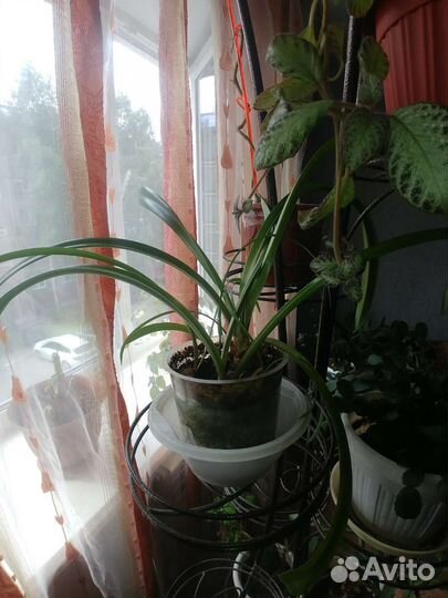 Комнатные цветы