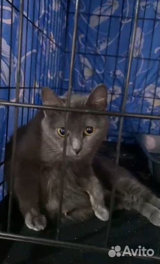 Кошечка Грейс