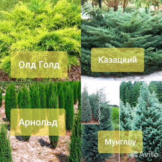 Туя и можжевельник в кассетах