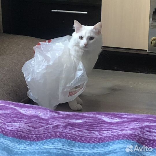 Турецкая ангора