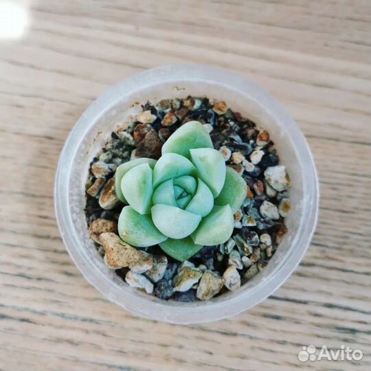 Суккуленты