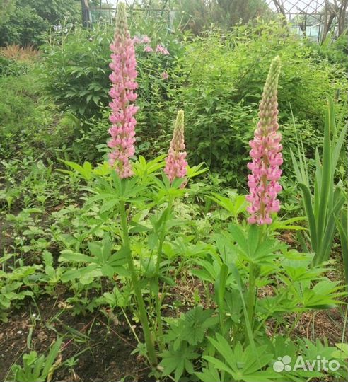 Люпин 3 сорта