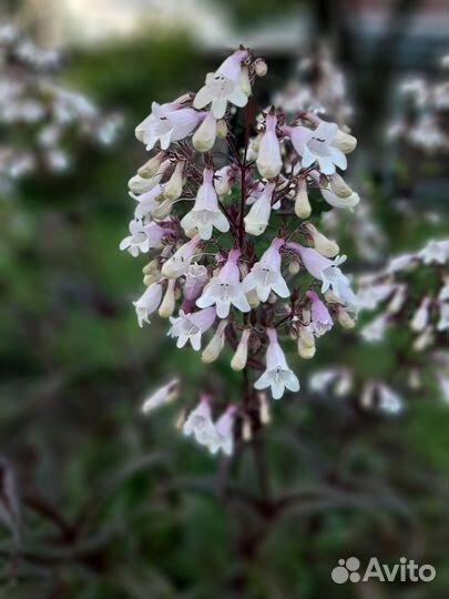 Пенстемон наперстянковый