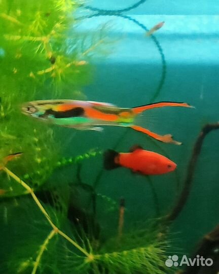 Гуппи Эндлера