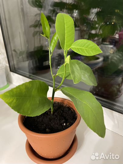 Лимон плодоносящий