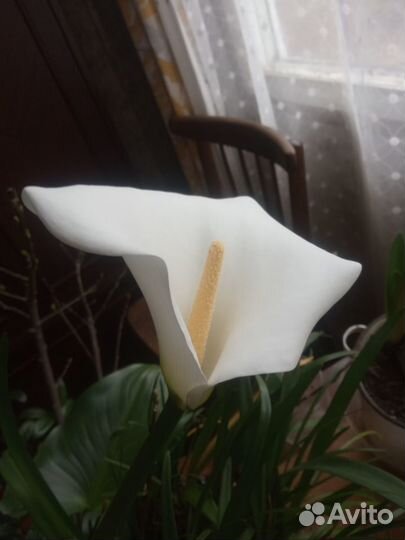 Каллы многолетник