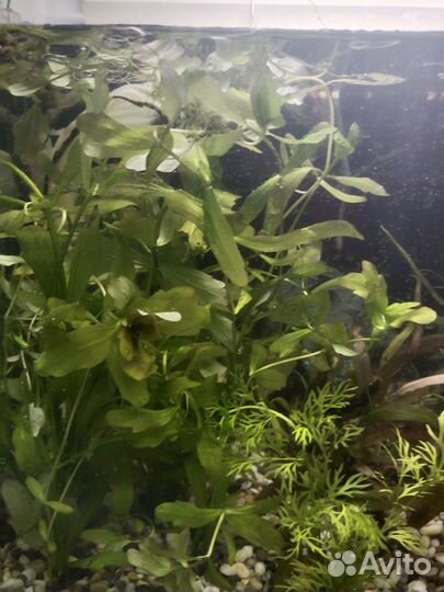 Аквариумные растения, прополка