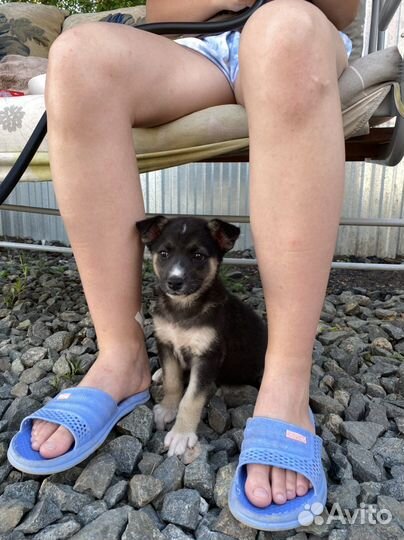 Щенок девочка (2 месяца)