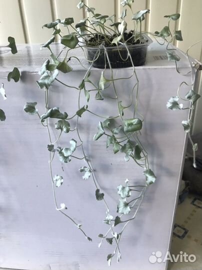 Дихондра серебристая