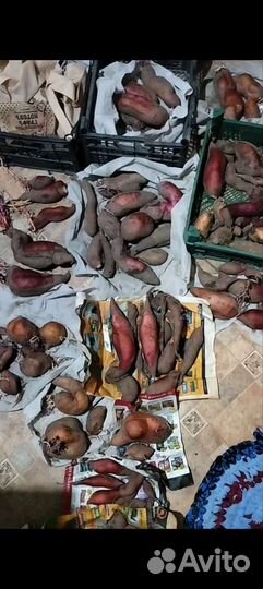 Садовые многолетники