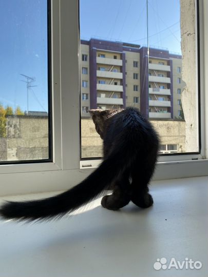 Кошка, котенок