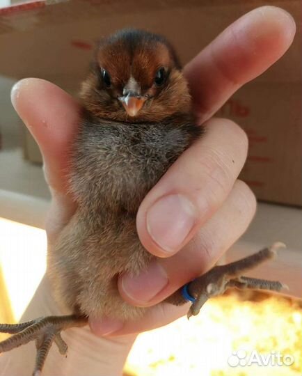 Птенцы, молодняк и инкубационное яйцо