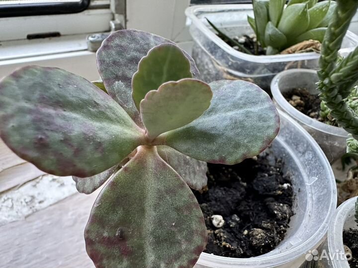 Суккуленты набор