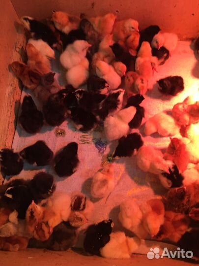 Цыплята суточные