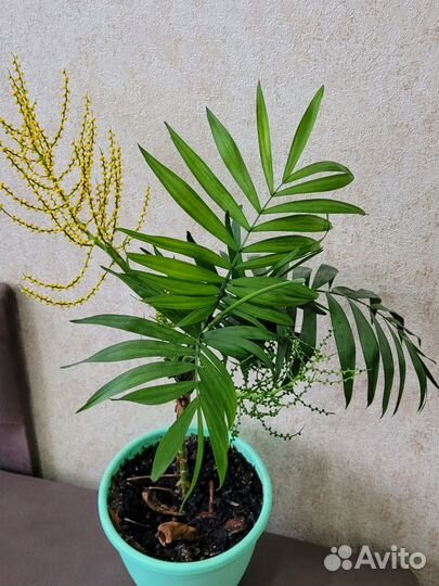 Пальма хамедорея