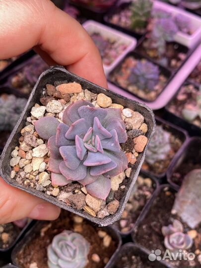 Суккуленты