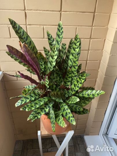 Калатея лансифолия