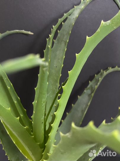 Алоэ древовидное