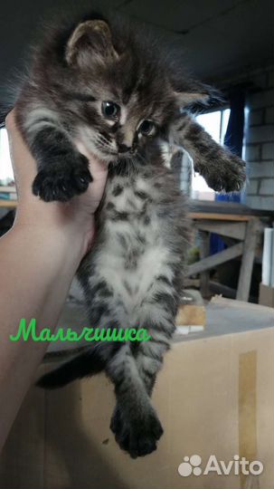 2 мальчика