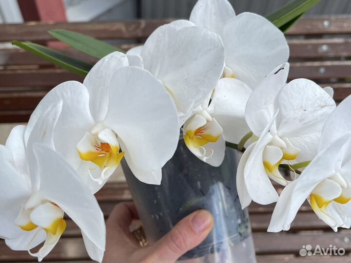 Белая Орхидея Ампельная